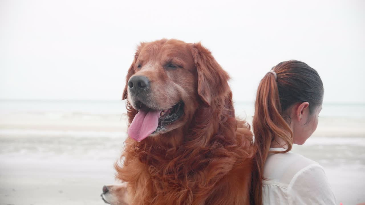 해변에서 개들과 함께 모래 위에 앉아있는 행복한 여성. 건강한 여가 시간과 야외 운동.