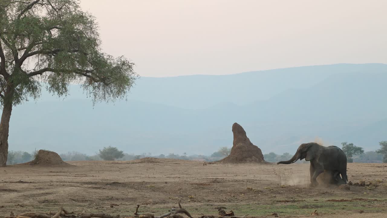 Campo lunghissimo di un elefante africano che si getta polvere sul dorso mentre si gratta il fianco contro un termitaio, Mana Pools
