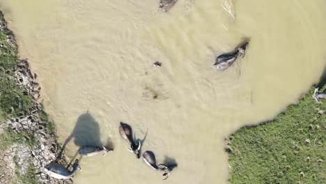 Aerial-view-of-buffalo-herd-wading-in-cool-muddy-water-to-escape-the-heat,-Bangladesh