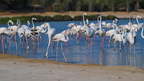 Fascinating,-majestic-Avian-wildlife,-Flamingos,-Phoenicopteridae-species