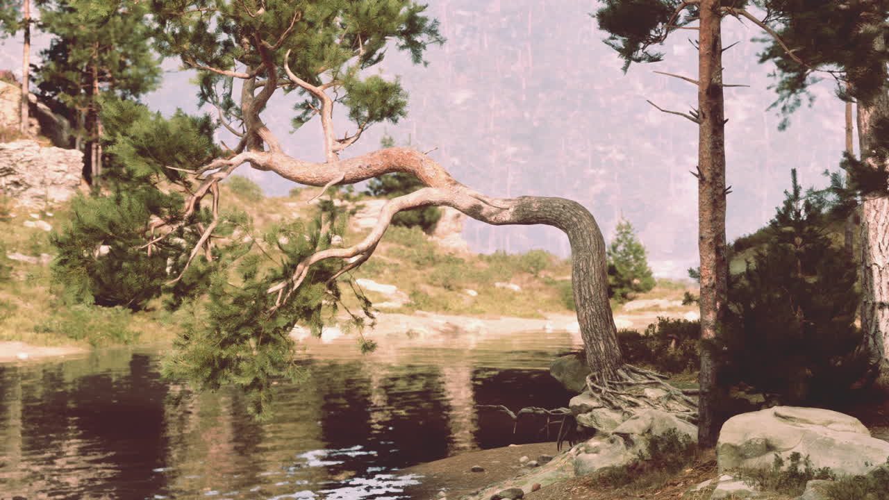 외로운 소나무가 울창한 숲의 작은 호수 위에 기대어 있습니다.