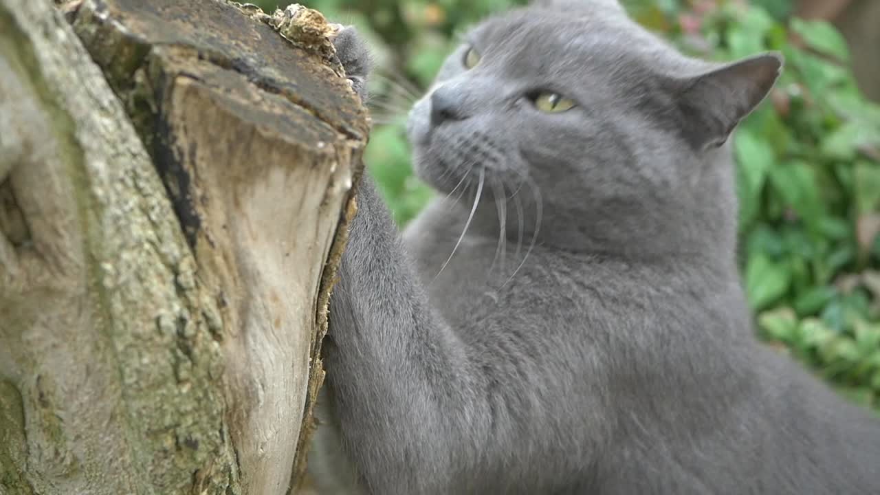 gato gris rascándose en un tronco de árbol
