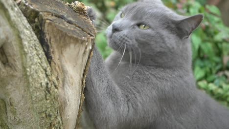 gray cat scratching on a tree stump