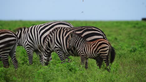 close-up shot of a family of zebras with a young my it's mothers side the whole time in serengeti, tanzania