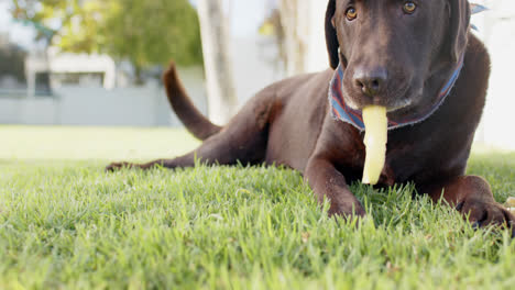 Primer-Plano-De-Perro-Jugando-En-Un-Jardín-Soleado,-Cámara-Lenta