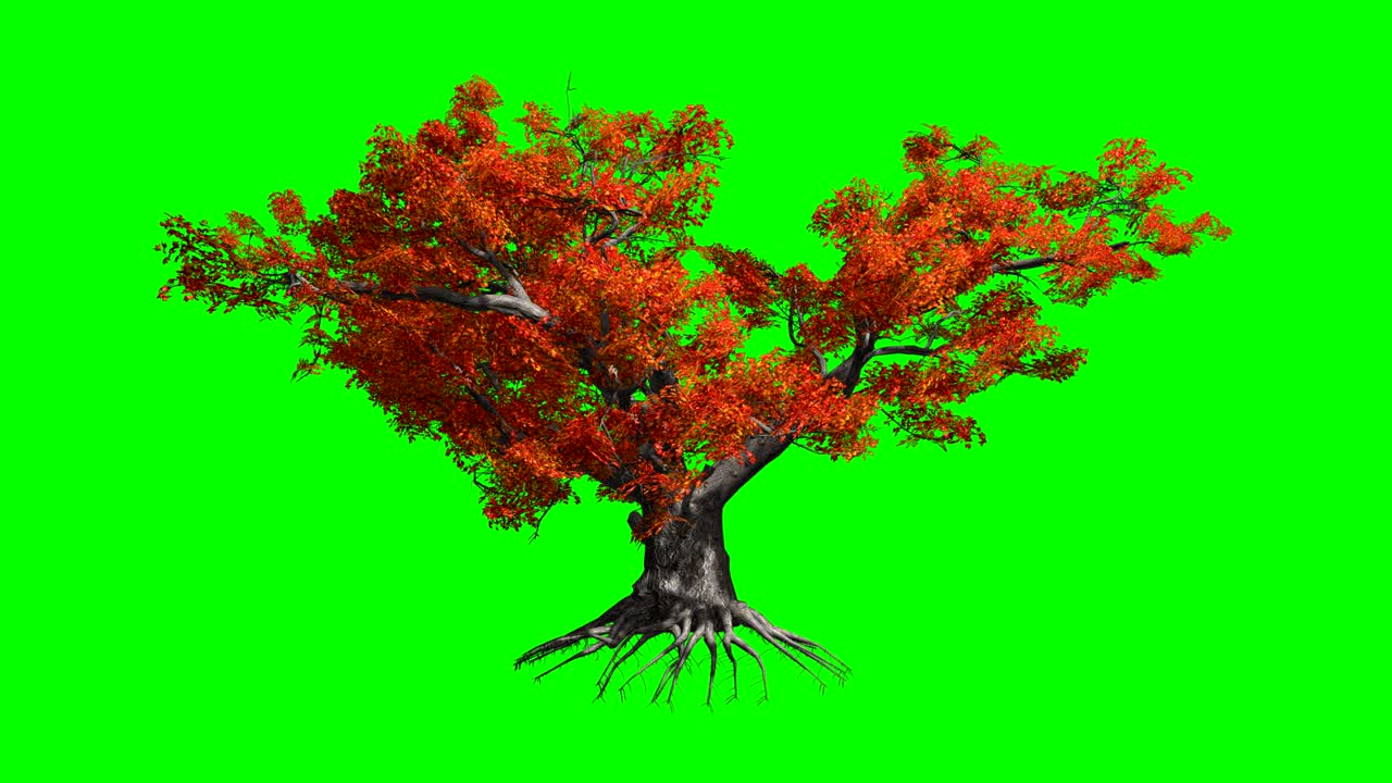 Japanese Maple  tree   in the wind.Green screen alpha.