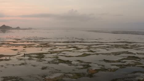 The-dry-reef-of-Kuta-Lombok-during-sunrise,-with-local-people-looking-for-food-and-seashells