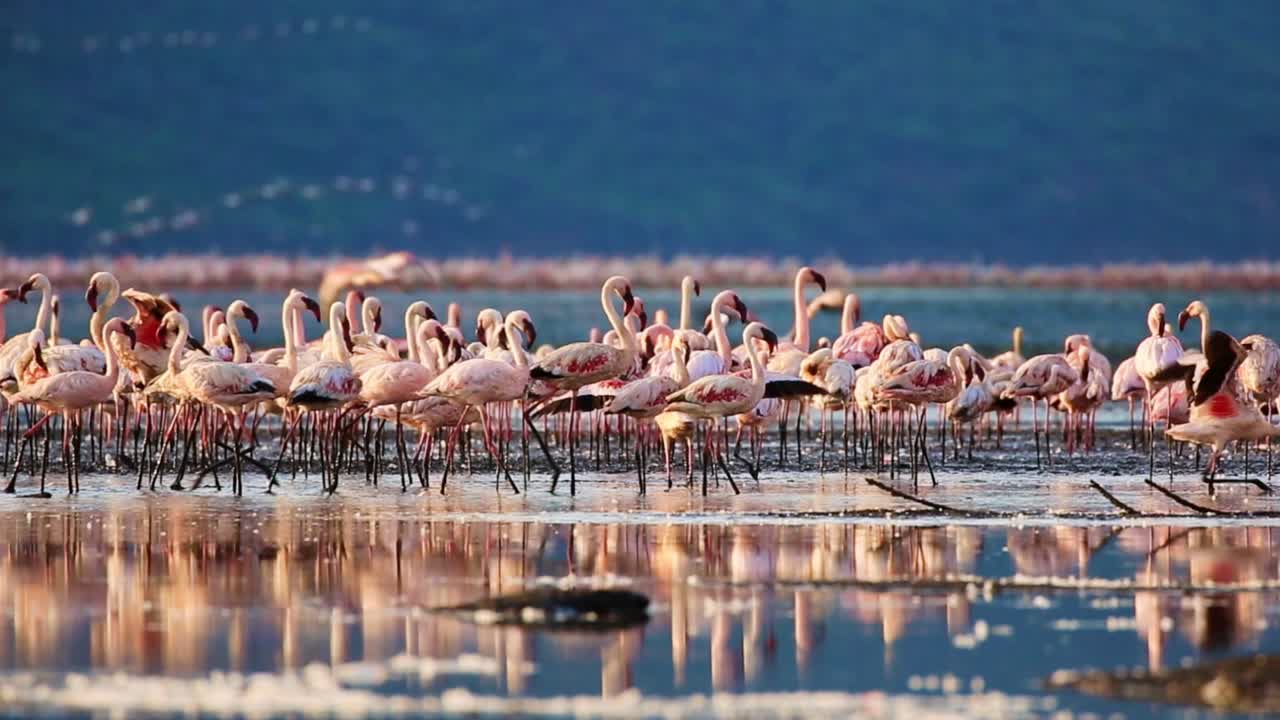 자연 환경에 있는 수천 마리의 아름다운 분홍 플라밍고 떼가 호수의 물과 뒤에 있는 산에 반사되어 있습니다.