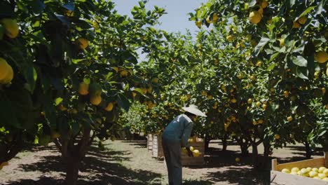 lemon harvest in a sunny orchard