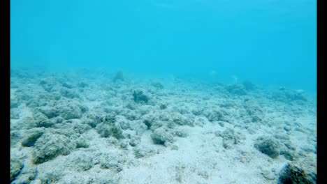 peces bajo el agua de mar 4k