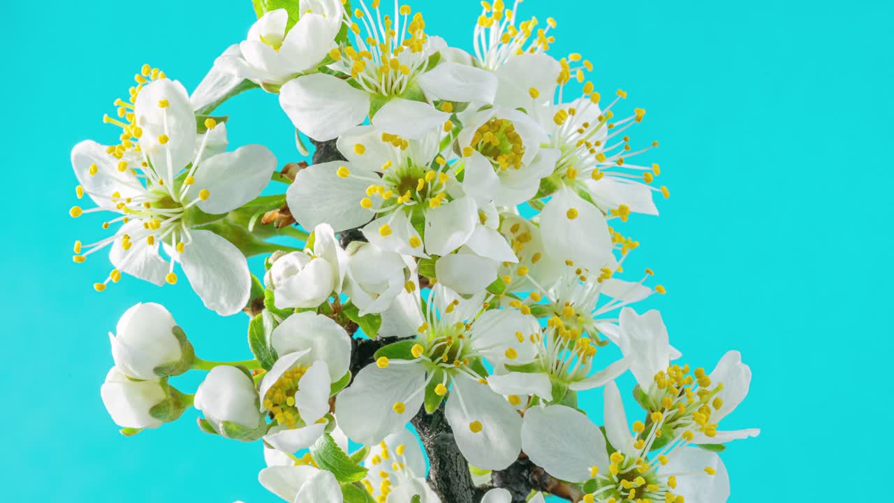 봄의 꽃: 꽃이 푸른 배경에 꽃을 피우는 꽃의 가지에 꽃이 피는 꽃, 타임 스 4k 비디오