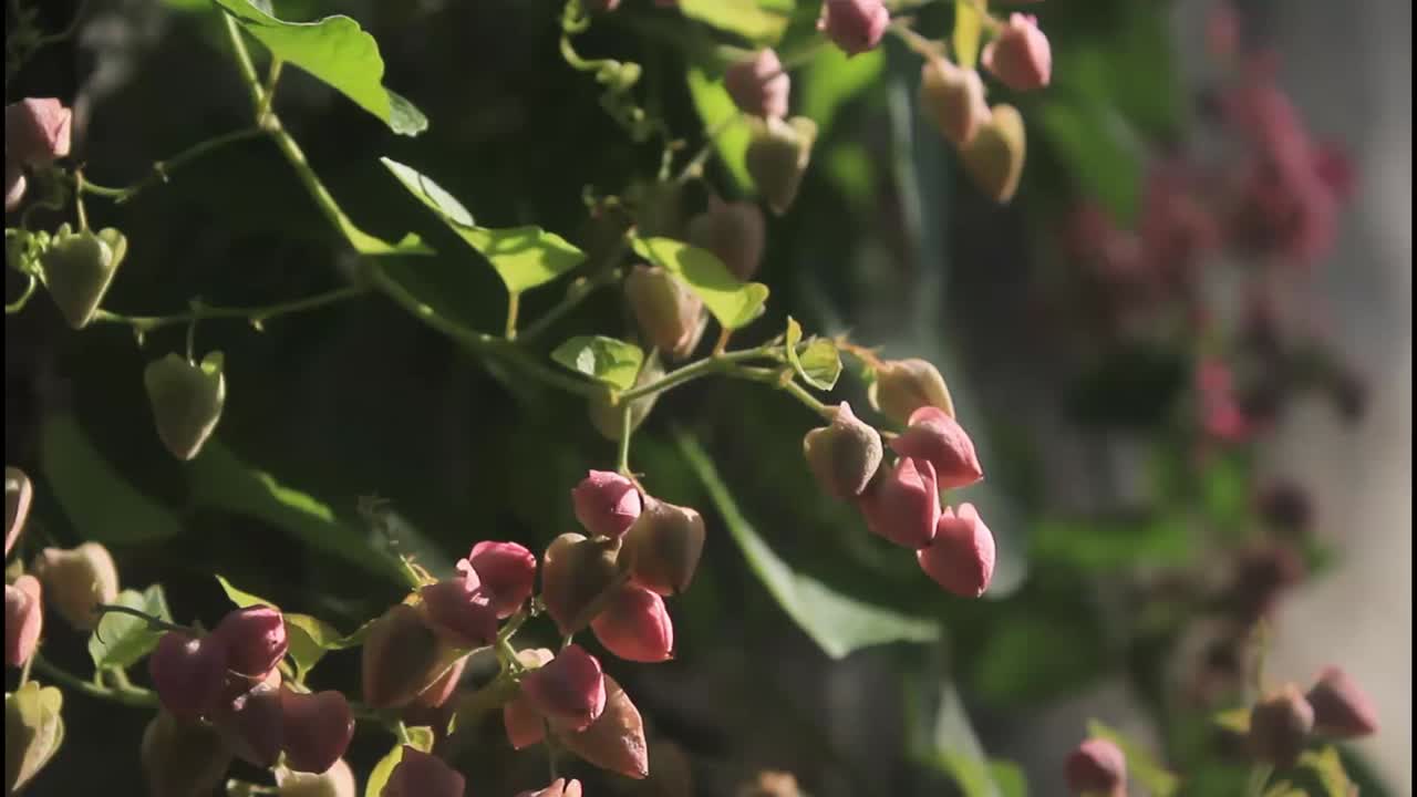Primo piano di fiori e boccioli rosa su una pianta
