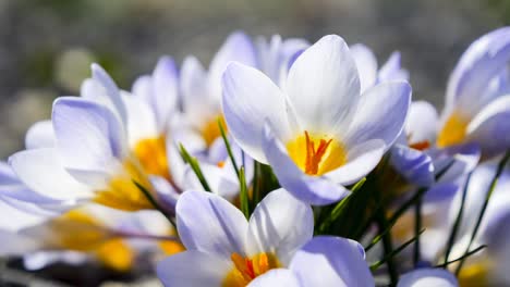 silvery scotch crocus  flower in breeze