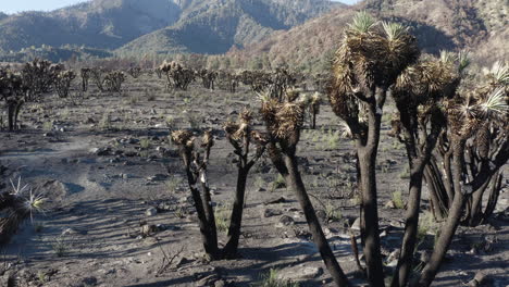aftermath of a wildfire in a desert landscape with burnt yucca trees