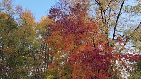 imágenes de follaje de otoño vibrante con un telón de fondo de cielo azul claro