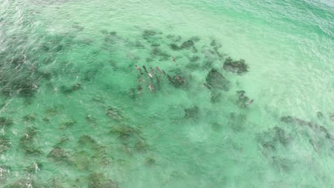 dolphins playing in the water near a rocky beach in south australia