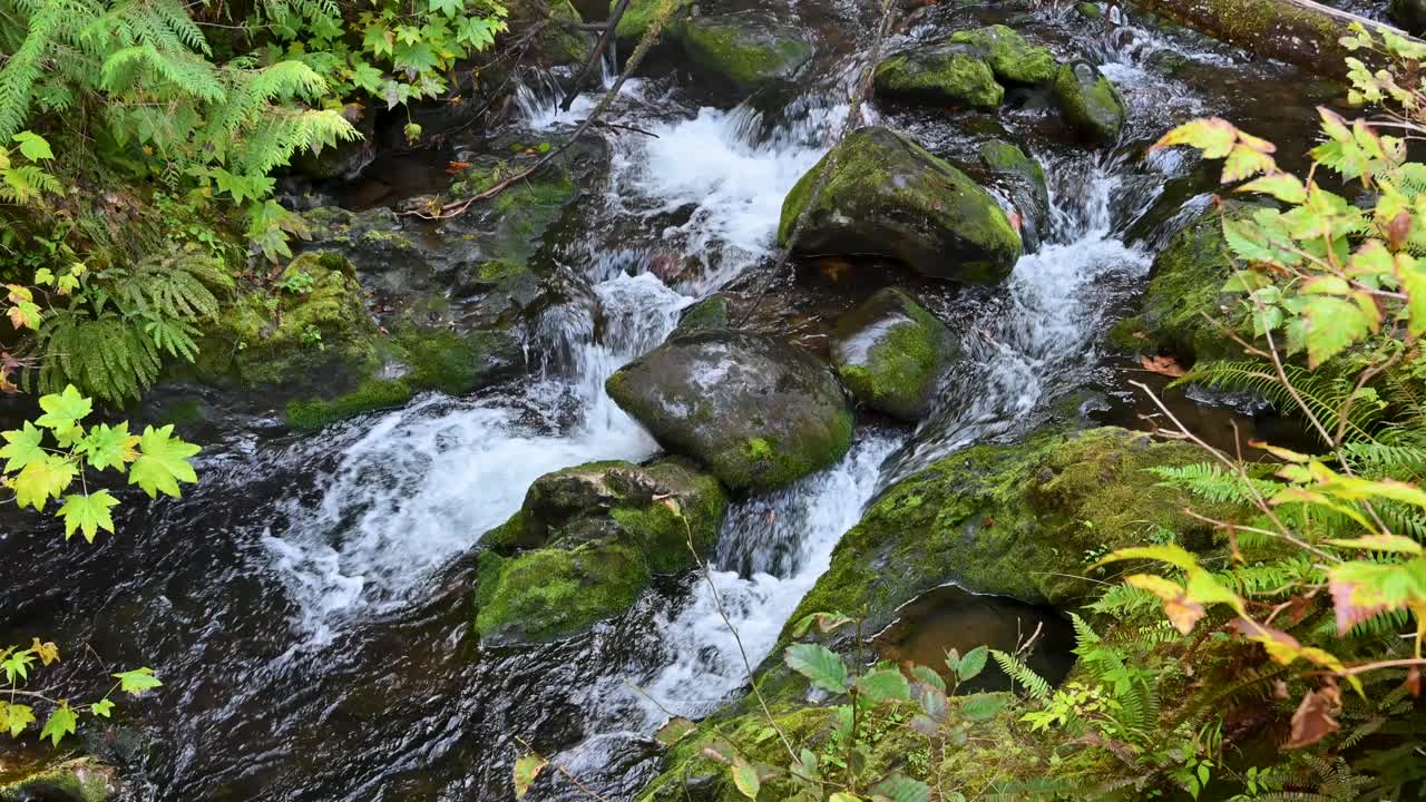 Top-down view of a lush forest stream flowing rapidly over mossy rocks and green foliage