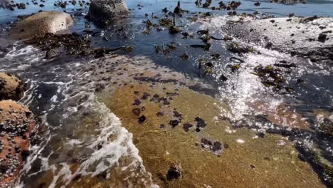 a bed of seaweed moving on the tide