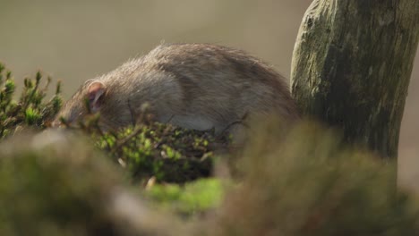 brown rat in mossy environment