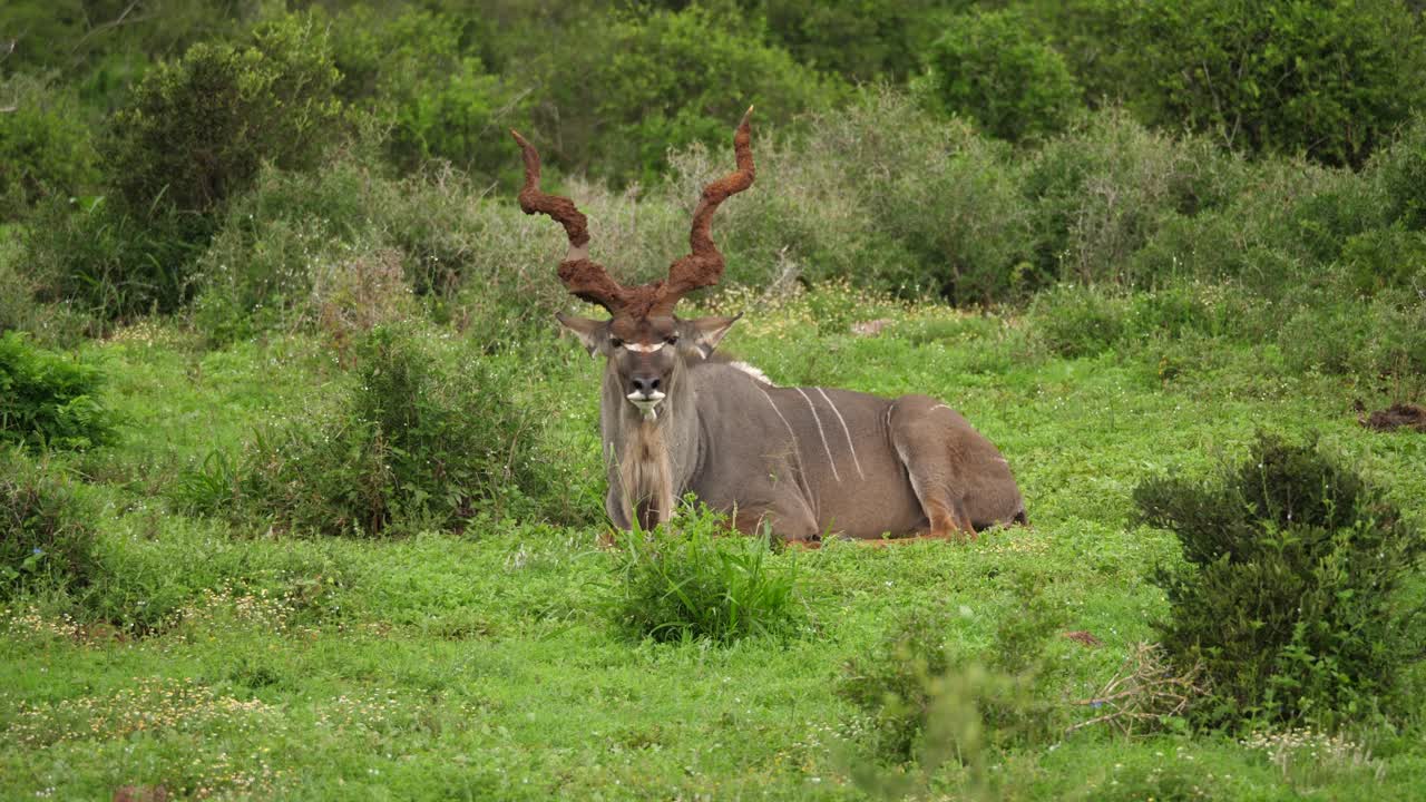 kudu macho grande con barro en cuernos en espiral mira directamente a la cámara