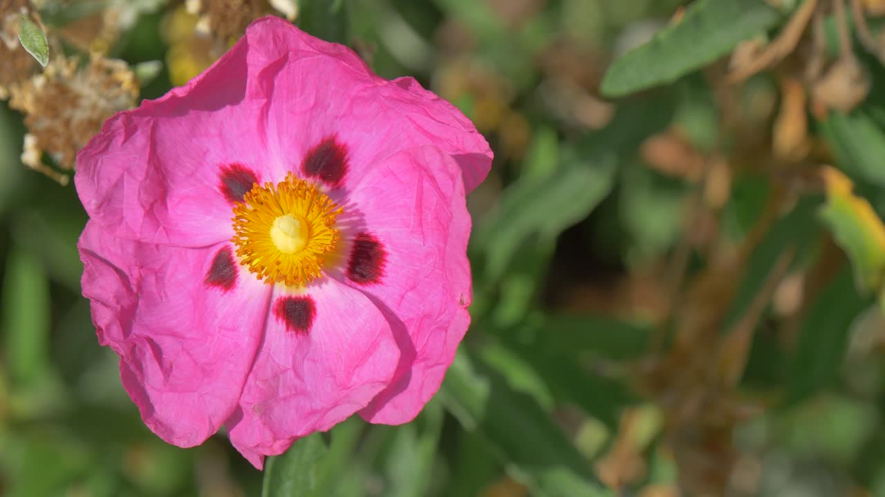una rosa de roca púrpura ondeando en el viento