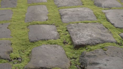 calle adoquinada piedras con musgo creciente panorámica