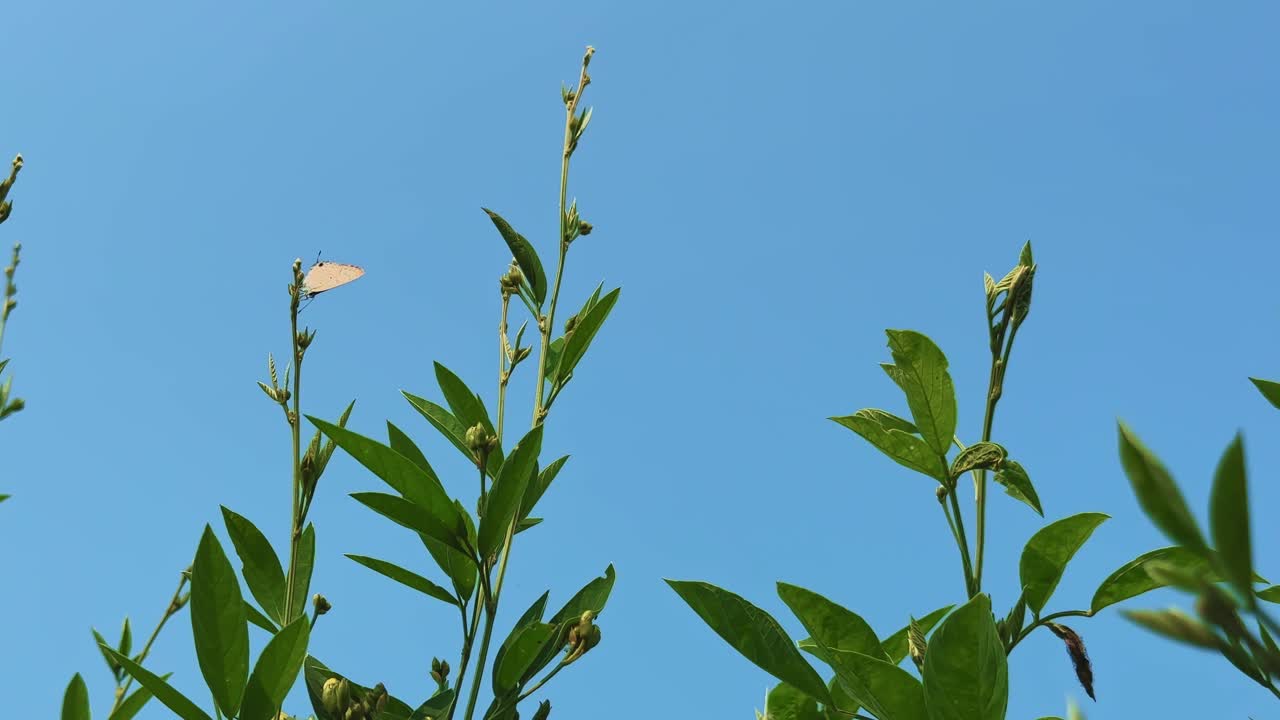 Static shot of a butterfly delicately laying eggs on the leaves of a Toor Dal (Cajanus cajan) plant under a clear blue sky, showing the beauty of life in nature