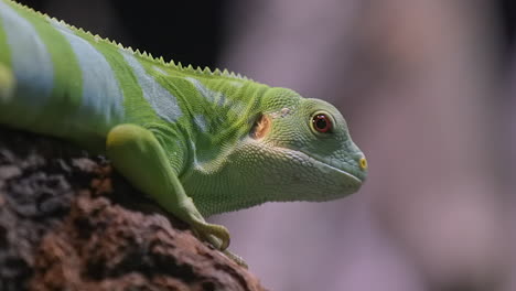 Ein-Wunderschöner-Grüner-Leguan-Mit-Fuji-Bändern,-Der-Auf-Holz-Ruht---Nahaufnahme