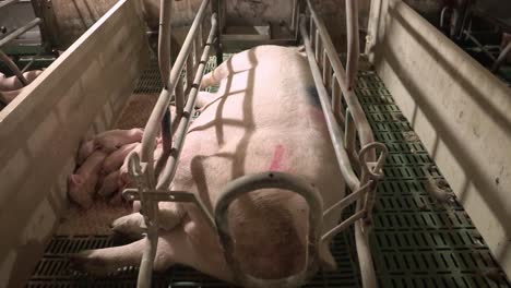 mother pig lying in metal enclosure with piglets