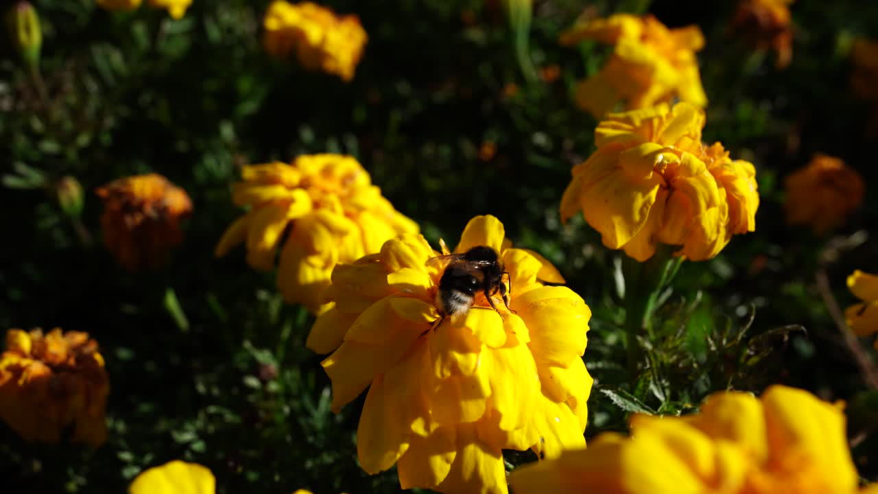 Un'ape operosa si muove tra i fiori di calendula dorati ad Albert Park, Auckland, Nuova Zelanda, raccogliendo polline mentre la luce del sole esalta i colori vivaci dei fiori del giardino.
