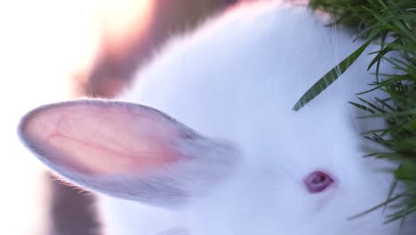 easter symbol rabbit on green grass at sunset