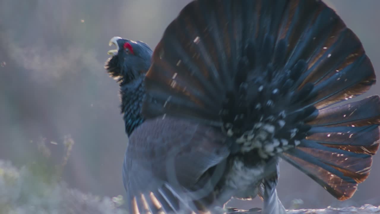 남성 서부 캐퍼케일리 (western capercaillie) 는 렉 (lek) 지역에서 렉킹 (lekking) 계절에 소나무 숲에서 아침 빛에 가까이 서식합니다.