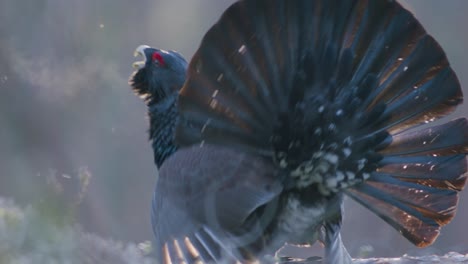 Male-western-capercaillie-roost-on-lek-site-in-lekking-season-close-up-in-pine-forest-morning-light