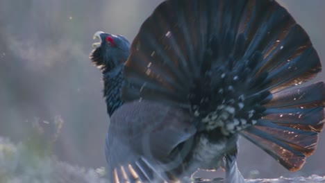 el macho de capercaillie occidental se alojó en el sitio de lek en la temporada de lekking cerca en la luz matutina del bosque de pinos