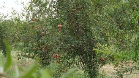 Fresh-Organic-Hanging-Pomegranates-At-Farm-In-Sindh,-Pakistan-Swaying-In-Wind