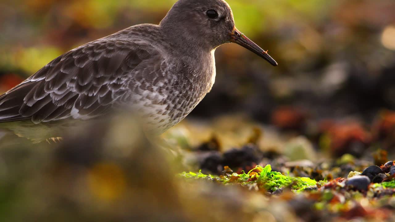 estrecho estático de un flautista de arena púrpura alimentándose en las rocas y la vegetación a lo largo de la costa rocosa de los países bajos, cámara lenta