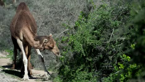 Marruecos-Camello-00