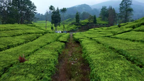 Tiro-De-Plataforma-Rodante-De-Arbustos-De-Camelia-Sinensis-En-Una-Hermosa-Plantación-De-Té-Cerca-De-Bandung---Indonesia