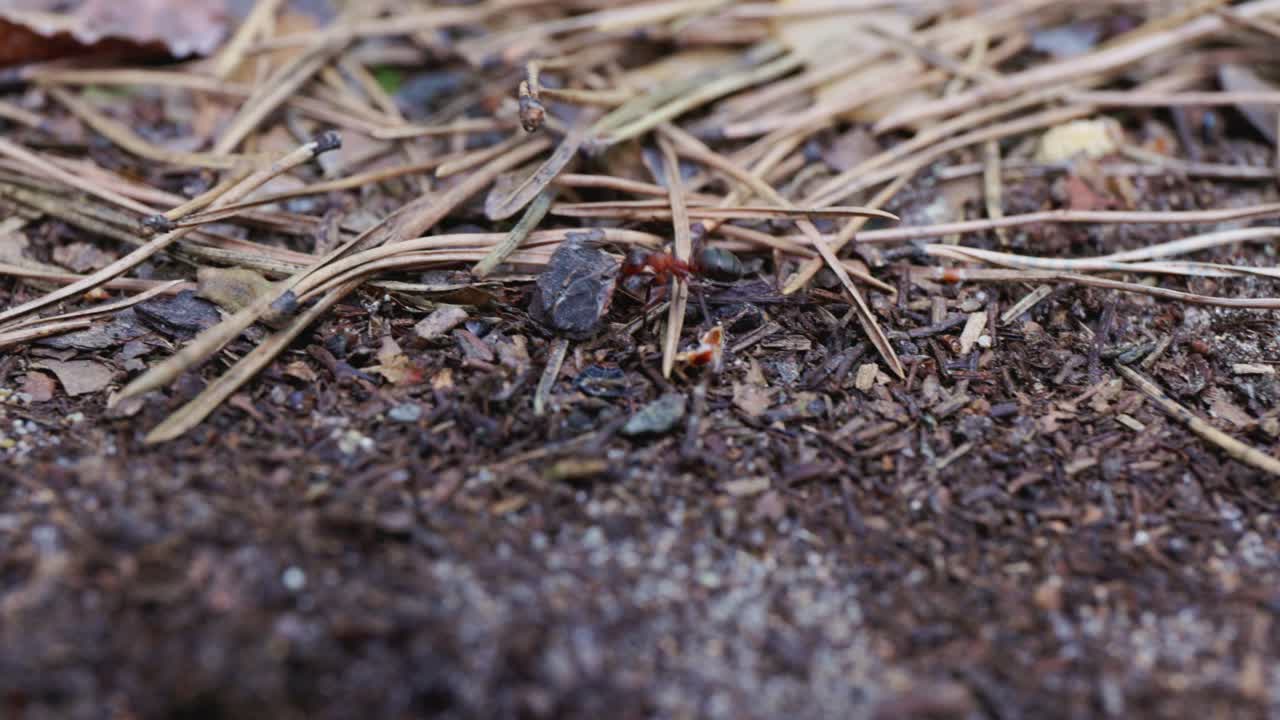 Ants on Forest Floor