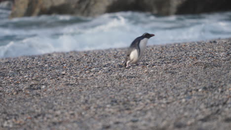 fiordland crested penguin - tawaki penguin standing in the beach with waves in the background in new zealand