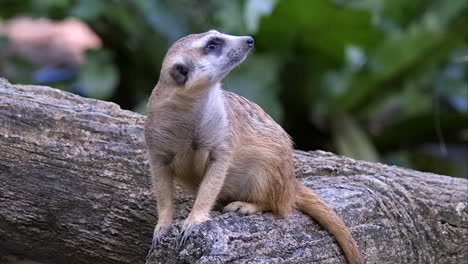 a lone meerkat sitting on a tree trunk on the ground and looking at his surroundings - close up