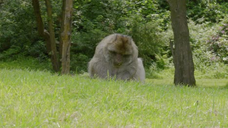 Mono-Barbería-Adulto-Sentado-Sobre-Hierba-Verde-En-El-Bosque-De-Monos-De-Trentham-En-Tittensor,-Inglaterra,-Reino-Unido