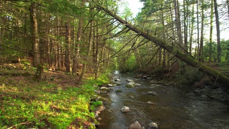 Low-angle-smooth-drone-footage-of-a-beautiful-stream-in-a-lush,-green,-magical-forest-near-sunset