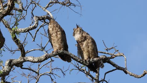 south american great owl jacurutu in serra da