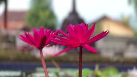 close up of pink lotus flowers with an out of focus temple in the background