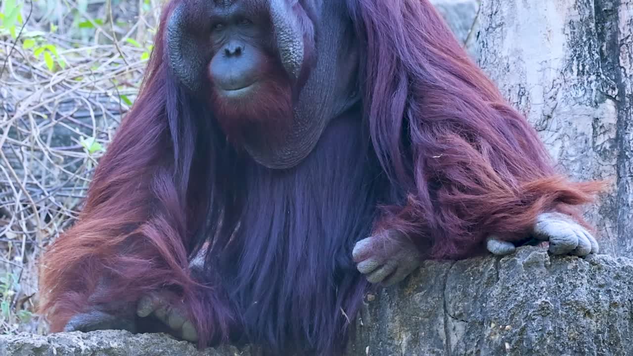 Un grande orango dai lunghi peli rossastri è seduto tranquillamente su una roccia a osservare ciò che lo circonda