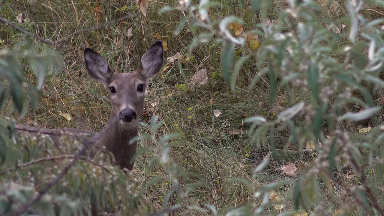 An Alert Whitetail Doe Looks at the Camera and Runs Off