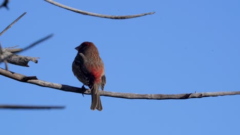 a house finch sits on a perch in the sepulveda wildlife reserve in southern california