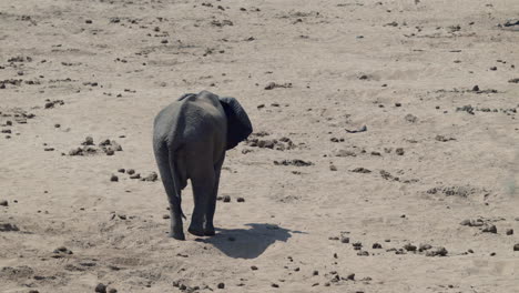 African-elephant-walking-in-a-dry-riverbed-in-search-for-water