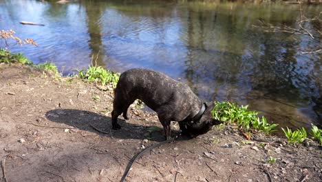 bulldog francés con collar negro y correa negra bebiendo de la orilla de un pequeño arroyo y olfateando